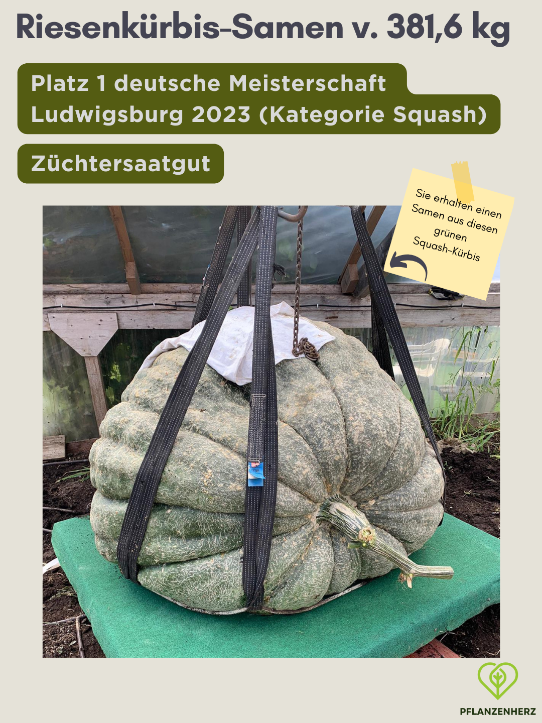 Samen von 381,6kg Riesenkürbis, Platz 1 deutsche Meisterschaft 2023 Giant Squash