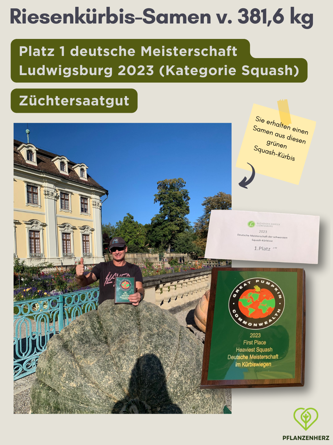 Samen von 381,6kg Riesenkürbis, Platz 1 deutsche Meisterschaft 2023 Giant Squash