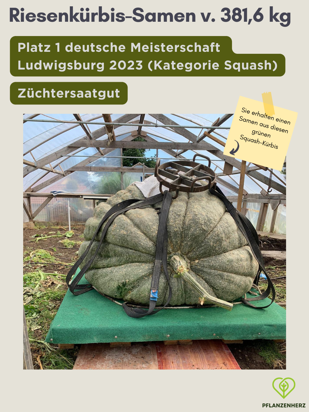 Samen von 381,6kg Riesenkürbis, Platz 1 deutsche Meisterschaft 2023 Giant Squash