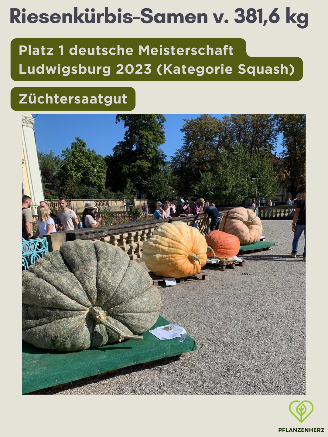 Samen von 381,6kg Riesenkürbis, Platz 1 deutsche Meisterschaft 2023 Giant Squash