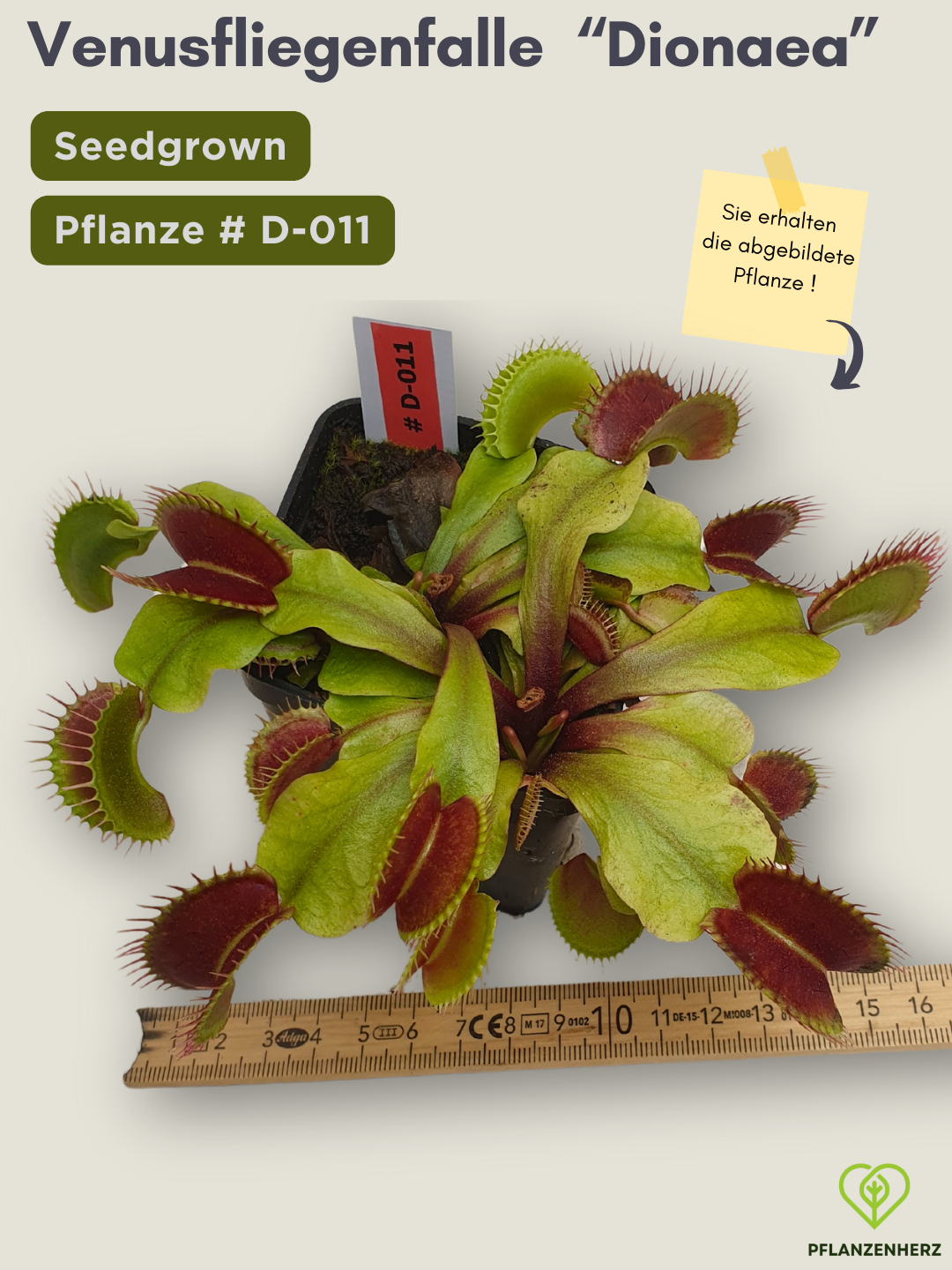Venusfliegenfalle "Dionaea muscipula" Karnivoren, getopft 7x7cm, #D011