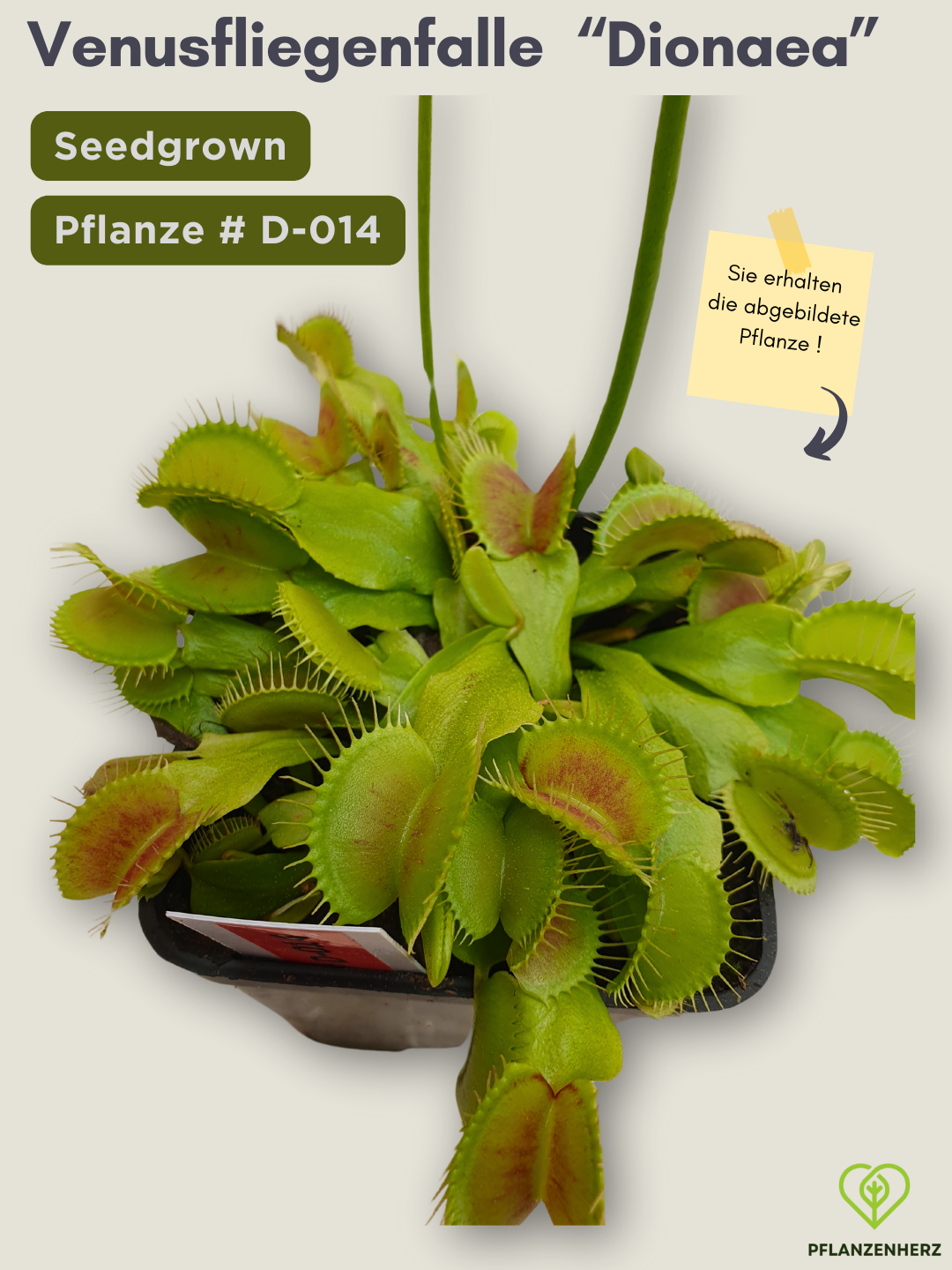 Venusfliegenfalle "Dionaea muscipula" Karnivoren, getopft 7x7cm, #D-014