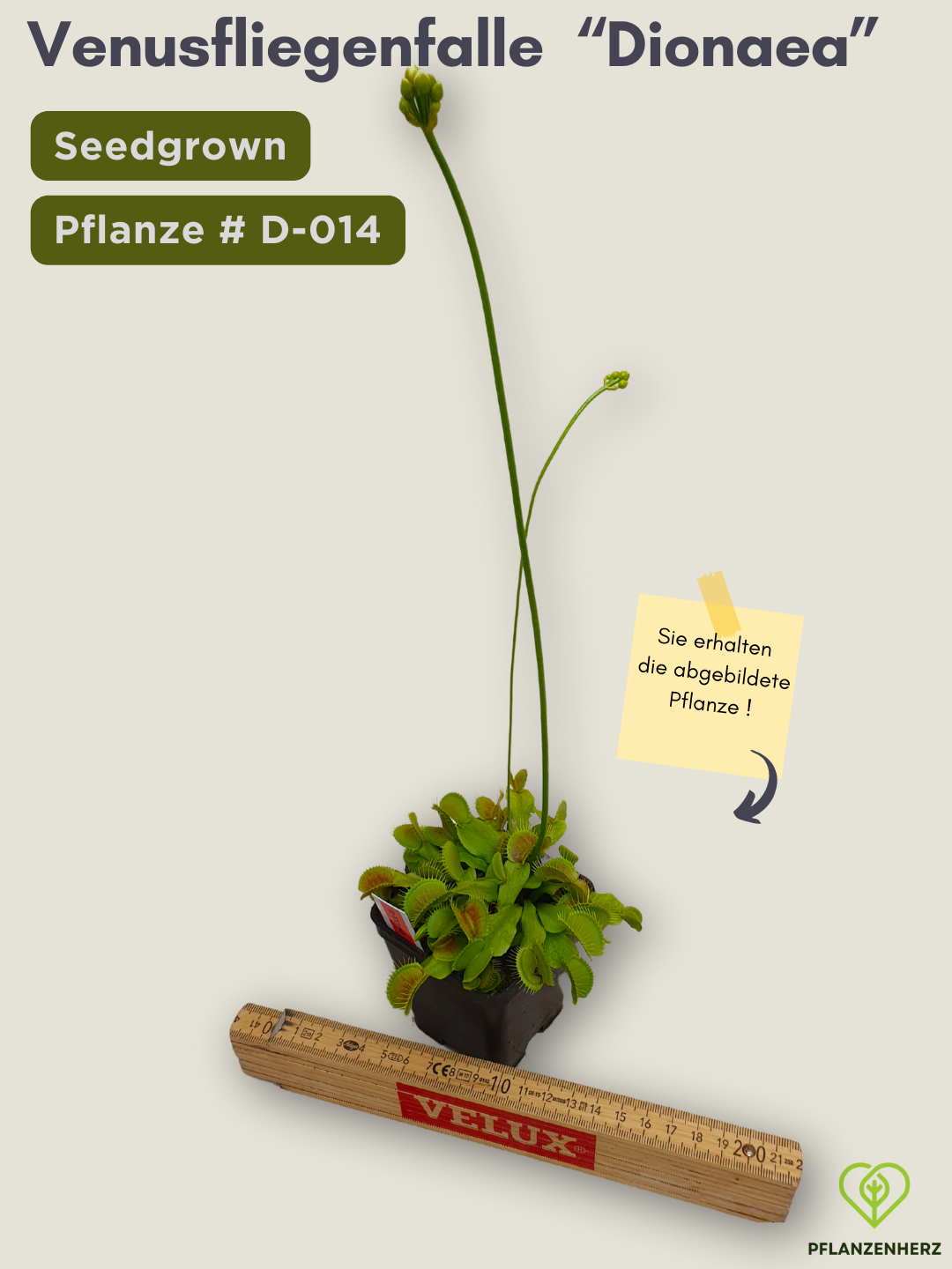 Venusfliegenfalle "Dionaea muscipula" Karnivoren, getopft 7x7cm, #D-014