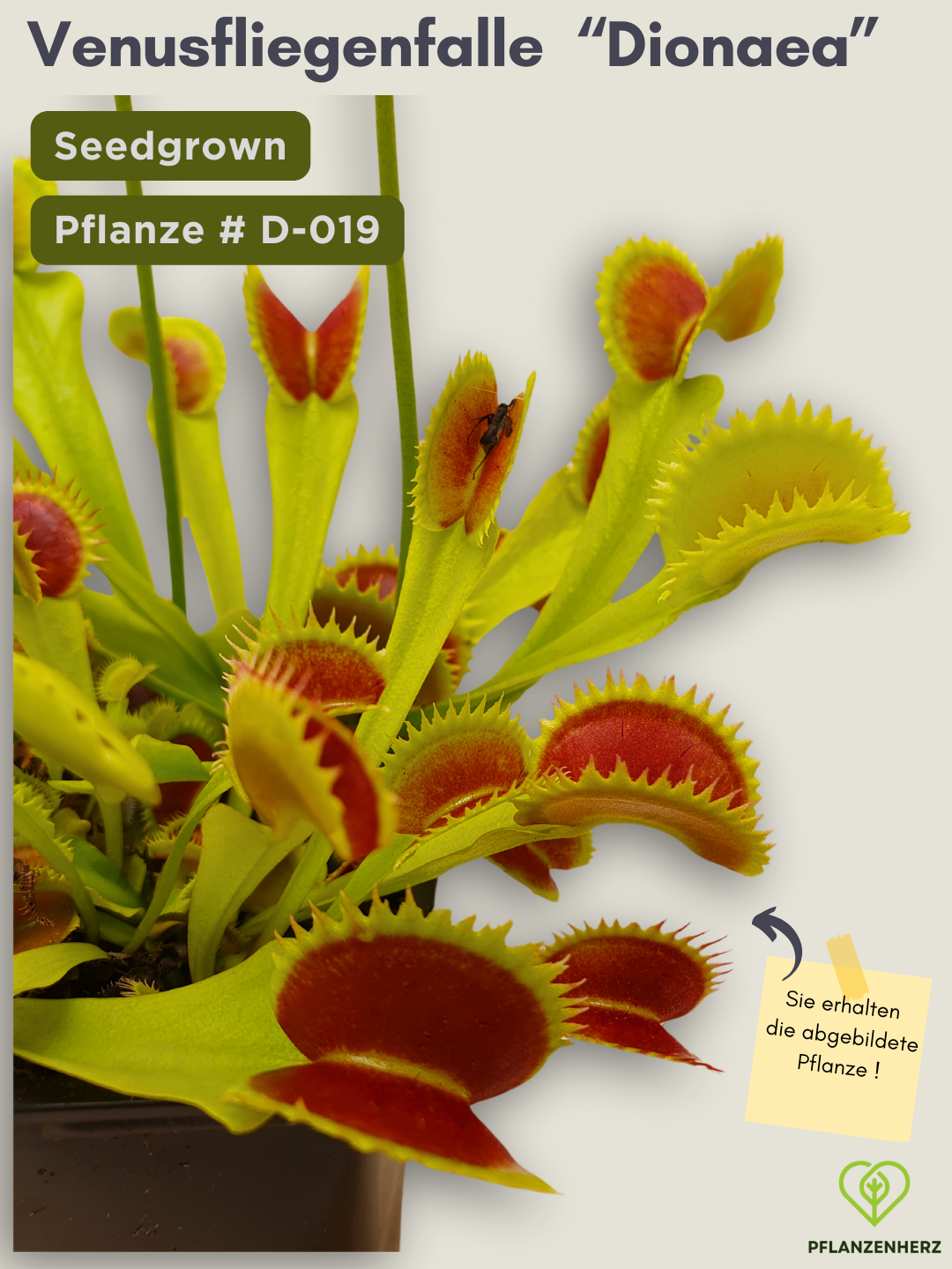 Venusfliegenfalle "Dionaea muscipula" Karnivoren, getopft 9x9cm, #D-019 - select