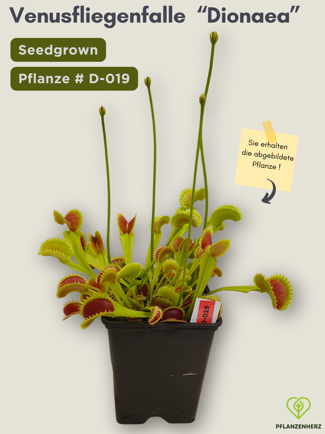 Venusfliegenfalle "Dionaea muscipula" Karnivoren, getopft 9x9cm, #D-019 - select