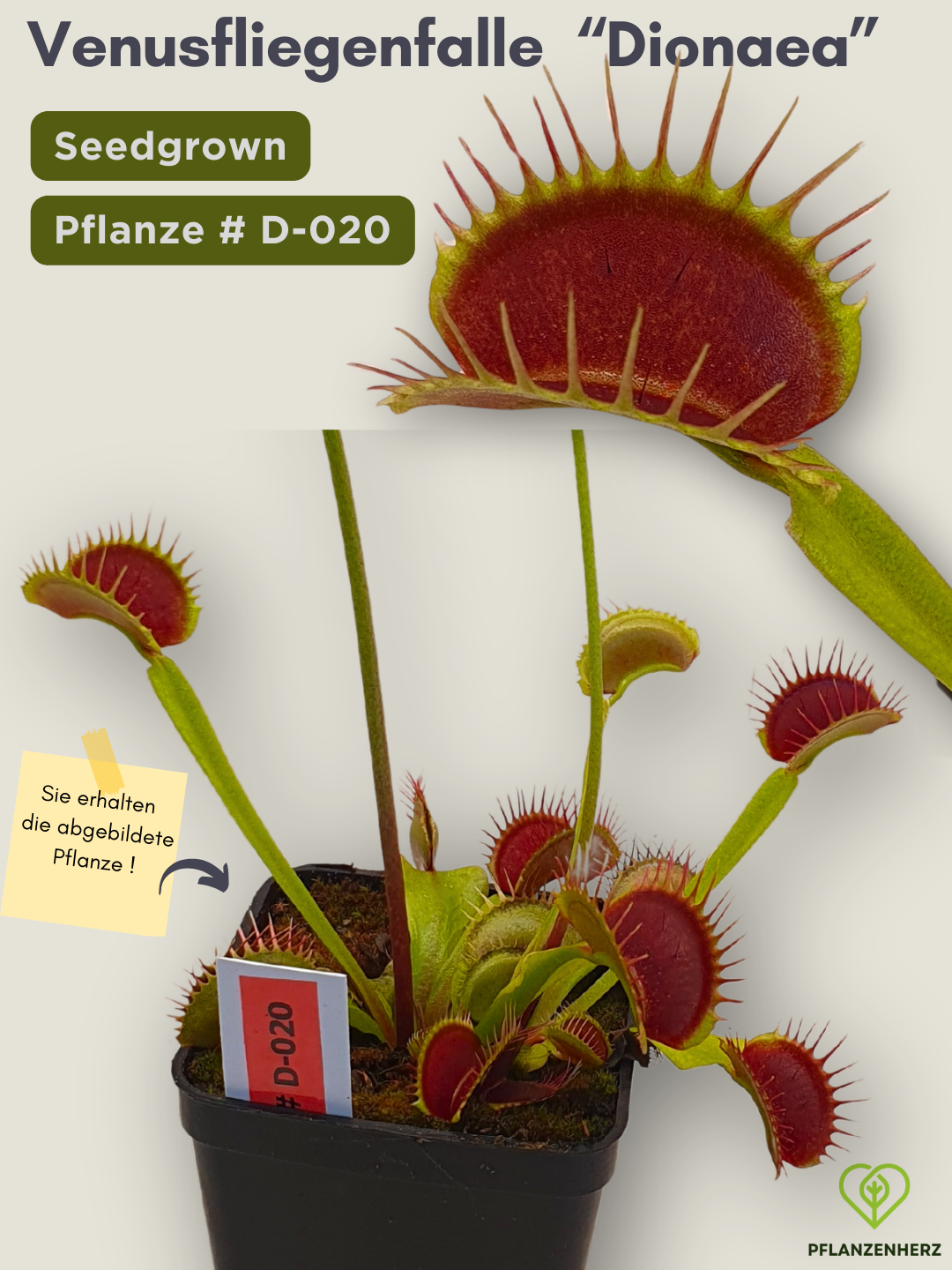 Venusfliegenfalle "Dionaea muscipula" Karnivoren, getopft 7x7cm, #D-020