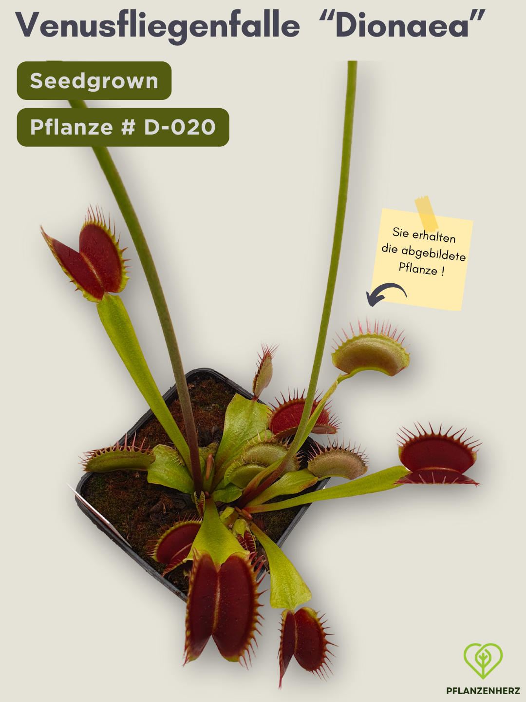 Venusfliegenfalle "Dionaea muscipula" Karnivoren, getopft 7x7cm, #D-020