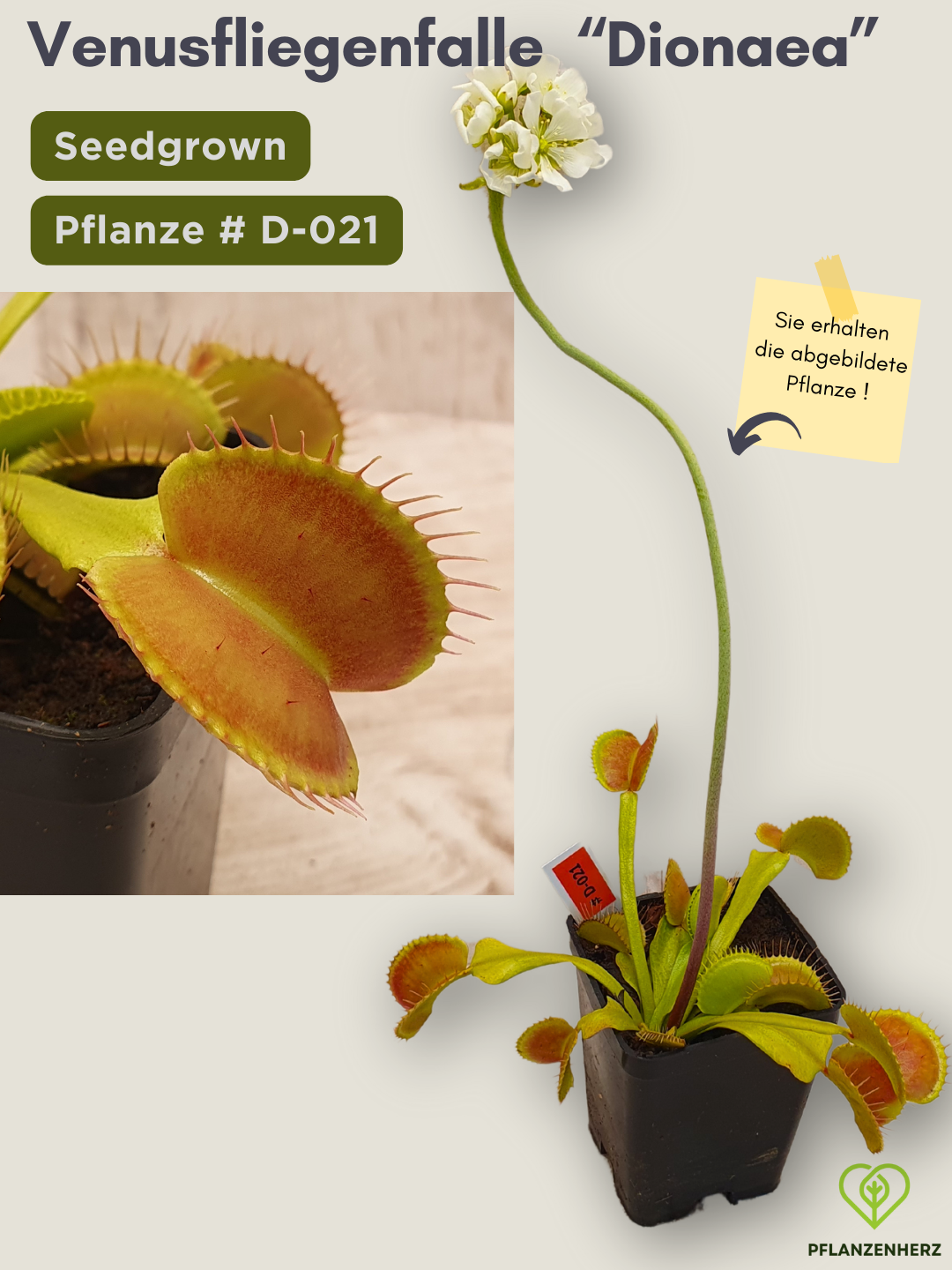 Venusfliegenfalle "Dionaea muscipula" Karnivoren, getopft 7x7cm, #D-021