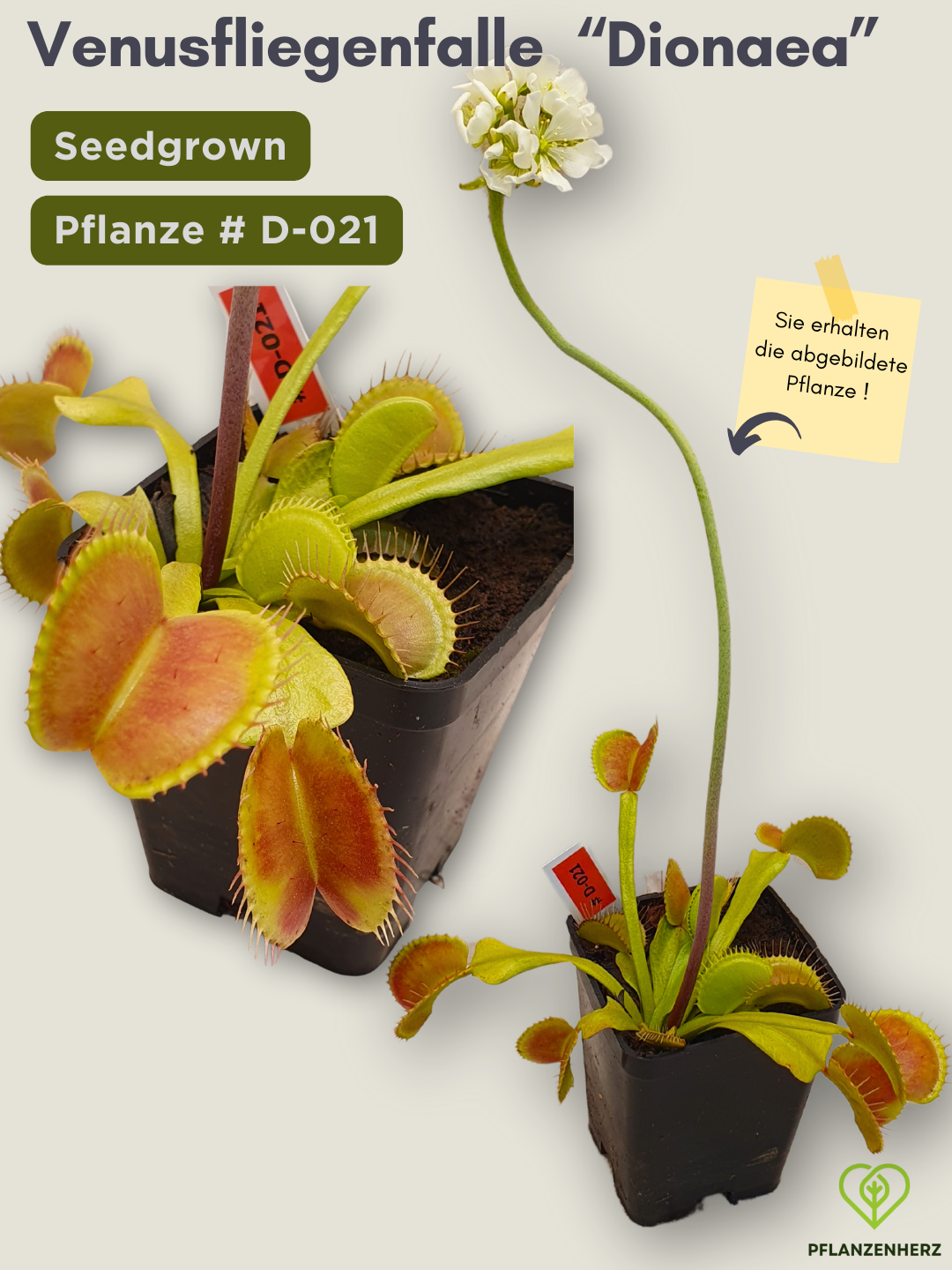 Venusfliegenfalle "Dionaea muscipula" Karnivoren, getopft 7x7cm, #D-021