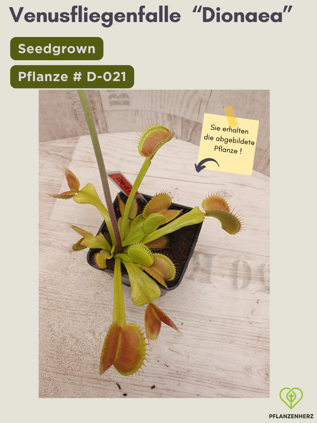 Venusfliegenfalle "Dionaea muscipula" Karnivoren, getopft 7x7cm, #D-021