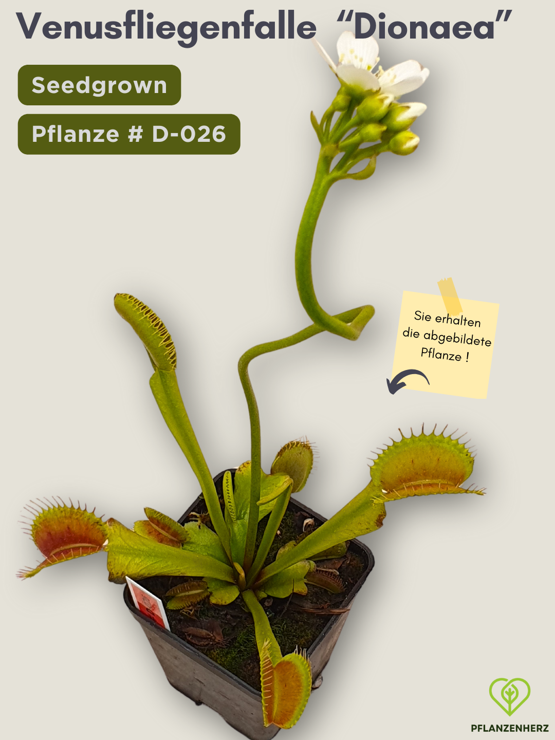 Venusfliegenfalle "Dionaea muscipula" Karnivoren, getopft 7x7cm, #D-026