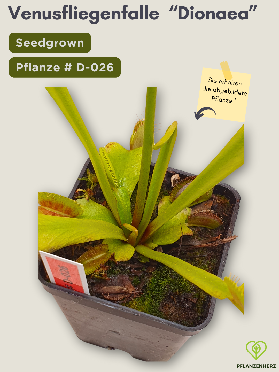 Venusfliegenfalle "Dionaea muscipula" Karnivoren, getopft 7x7cm, #D-026