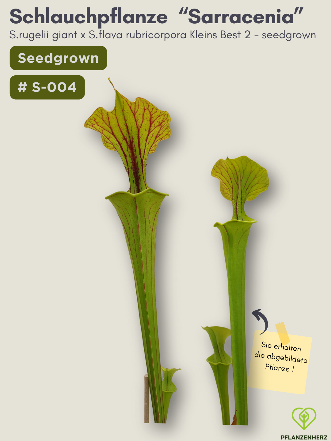 Sarracenia rugelii giant x S.flava rubricorpora Kleins Best 2 - seedgrown #S-004