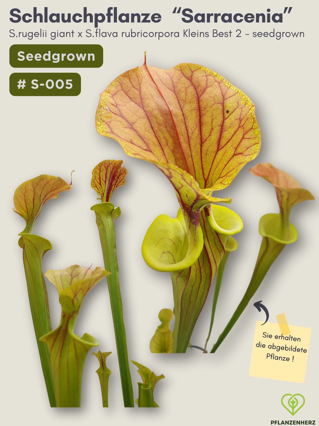 Sarracenia rugelii giant x S.flava rubricorpora Kleins Best 2 - seedgrown #S-005