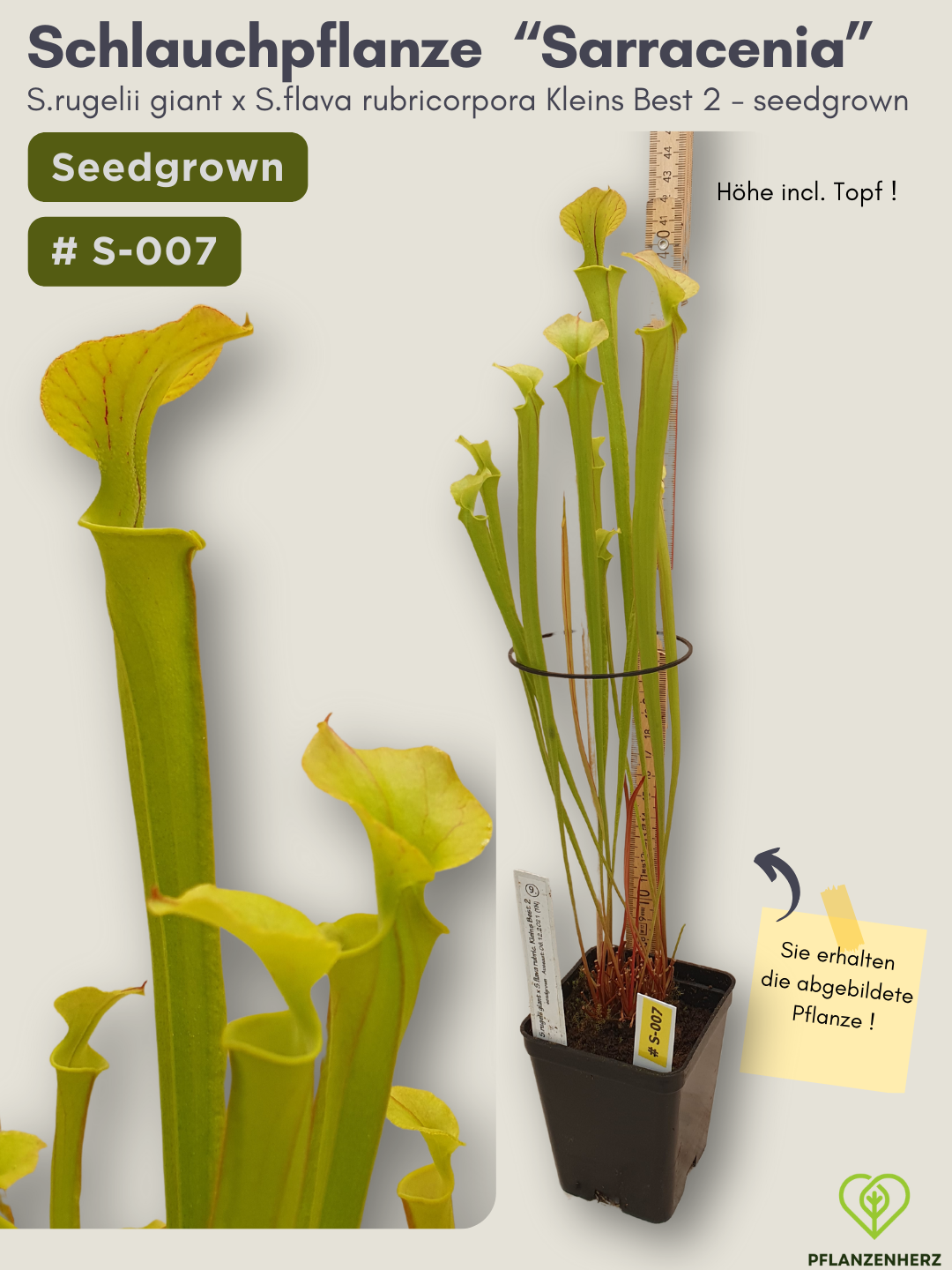Sarracenia rugelii giant x S.flava rubricorpora Kleins Best 2 - seedgrown #S-007