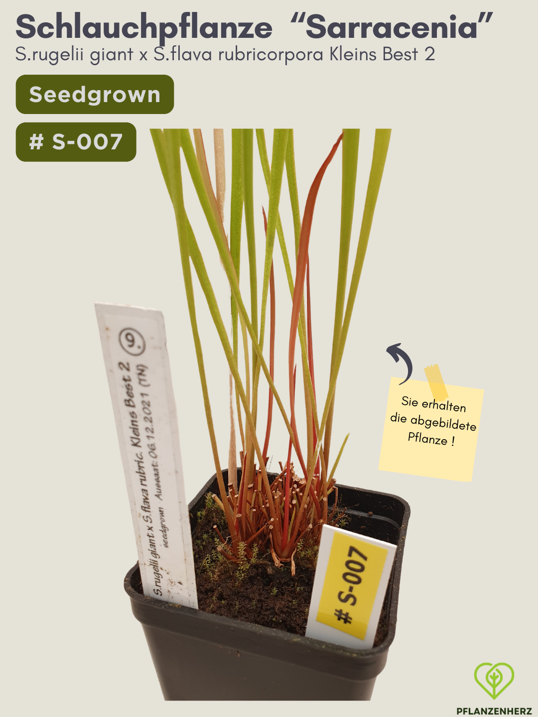 Sarracenia rugelii giant x S.flava rubricorpora Kleins Best 2 - seedgrown #S-007