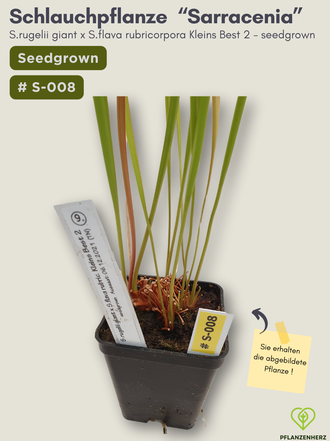 Sarracenia rugelii giant x S.flava rubricorpora Kleins Best 2 - seedgrown #S-008