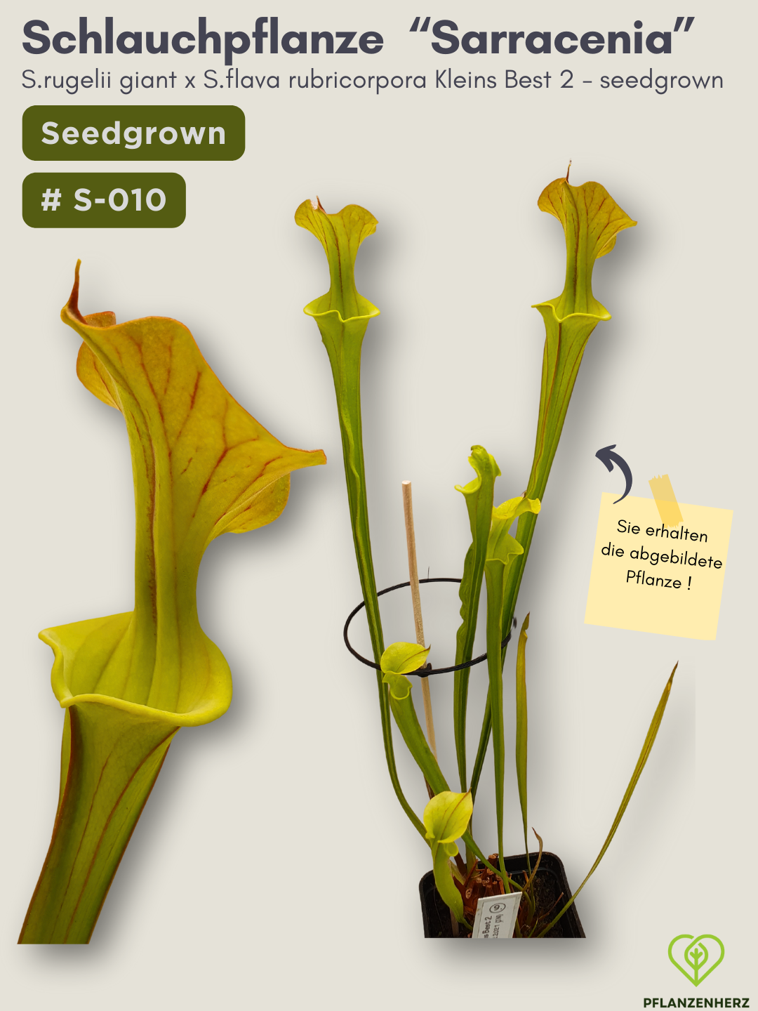 Sarracenia rugelii giant x S.flava rubricorpora Kleins Best 2 - seedgrown #S-010