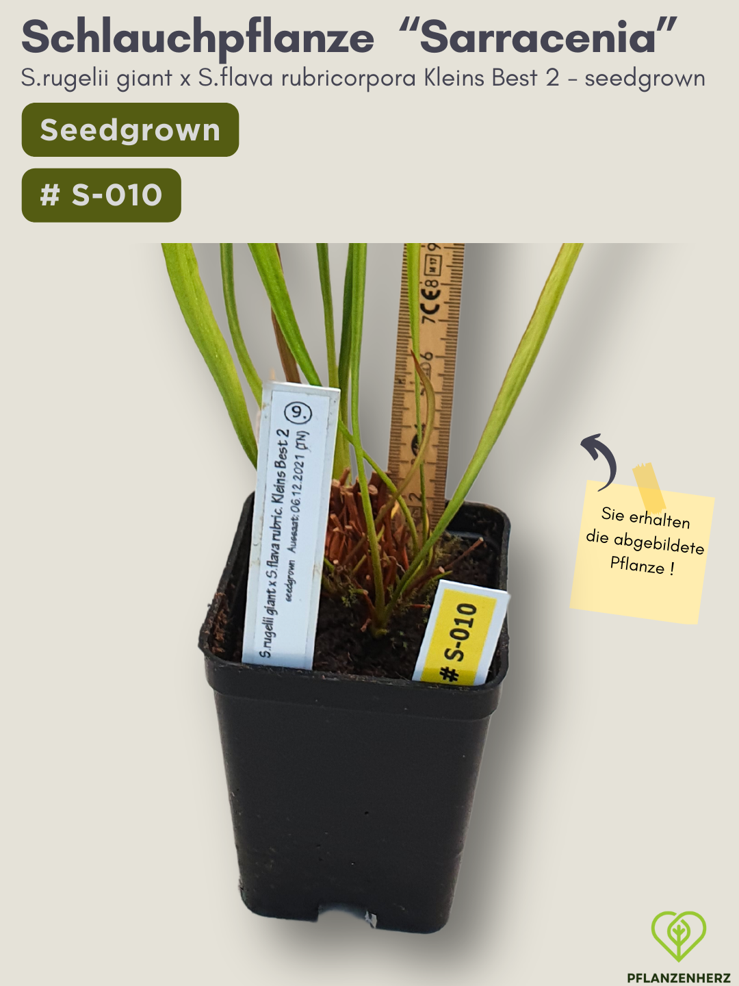 Sarracenia rugelii giant x S.flava rubricorpora Kleins Best 2 - seedgrown #S-010