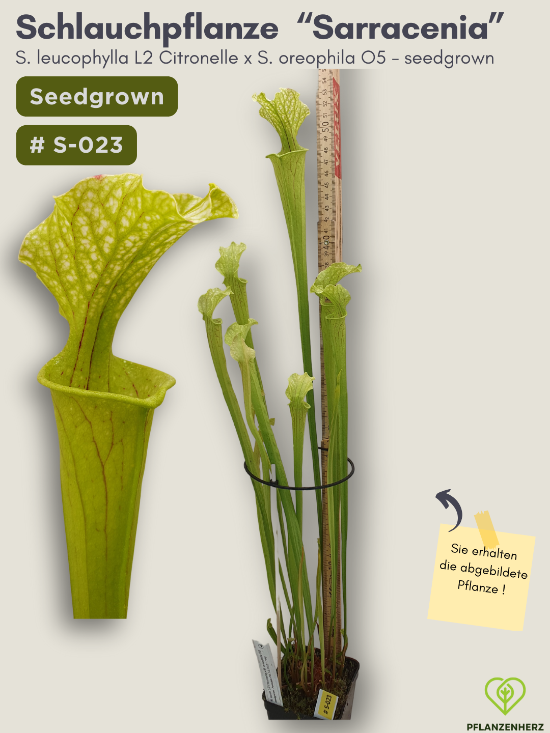 S. leucophylla L2 Citronelle x S. oreophila O5 - seedgrown #S-023