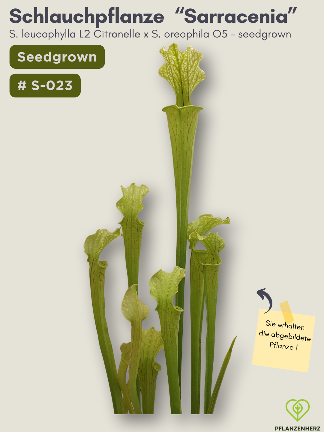 S. leucophylla L2 Citronelle x S. oreophila O5 - seedgrown #S-023