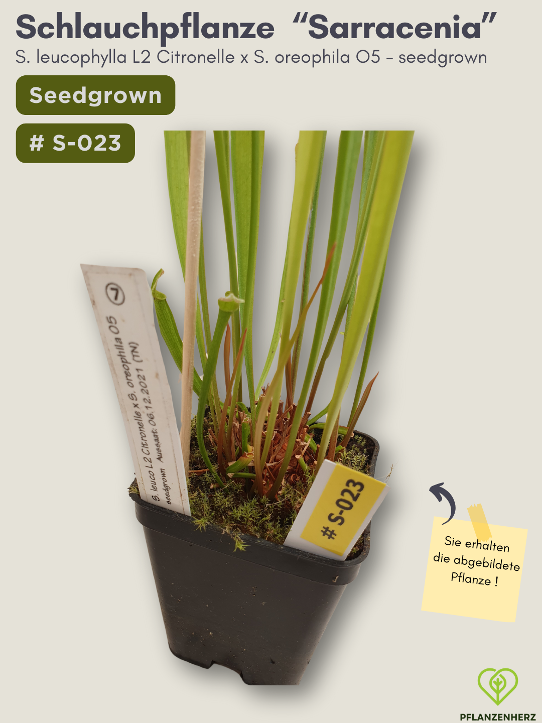 S. leucophylla L2 Citronelle x S. oreophila O5 - seedgrown #S-023