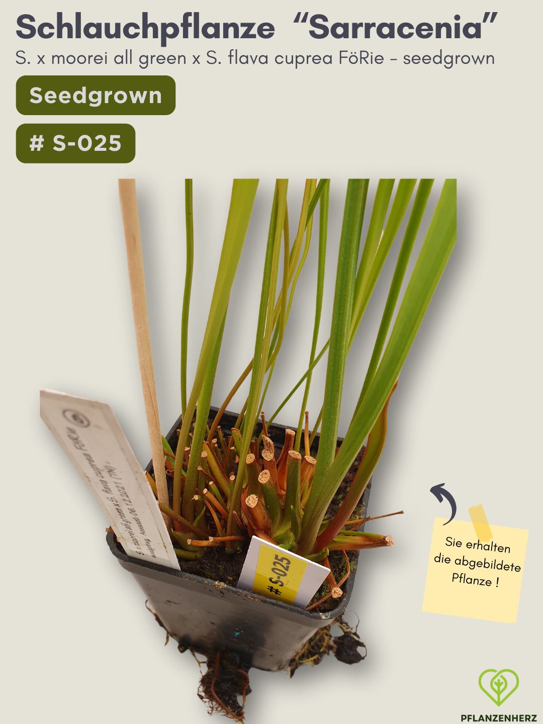 S. x moorei all green x S. flava cuprea FöRie - seedgrown #S-025