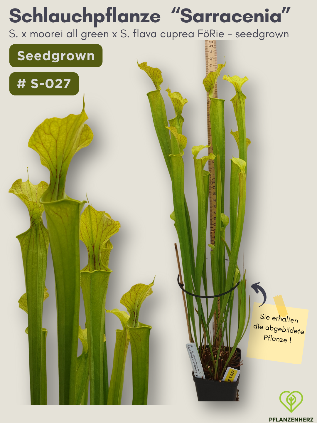S. x moorei all green x S. flava cuprea FöRie - seedgrown #S-027