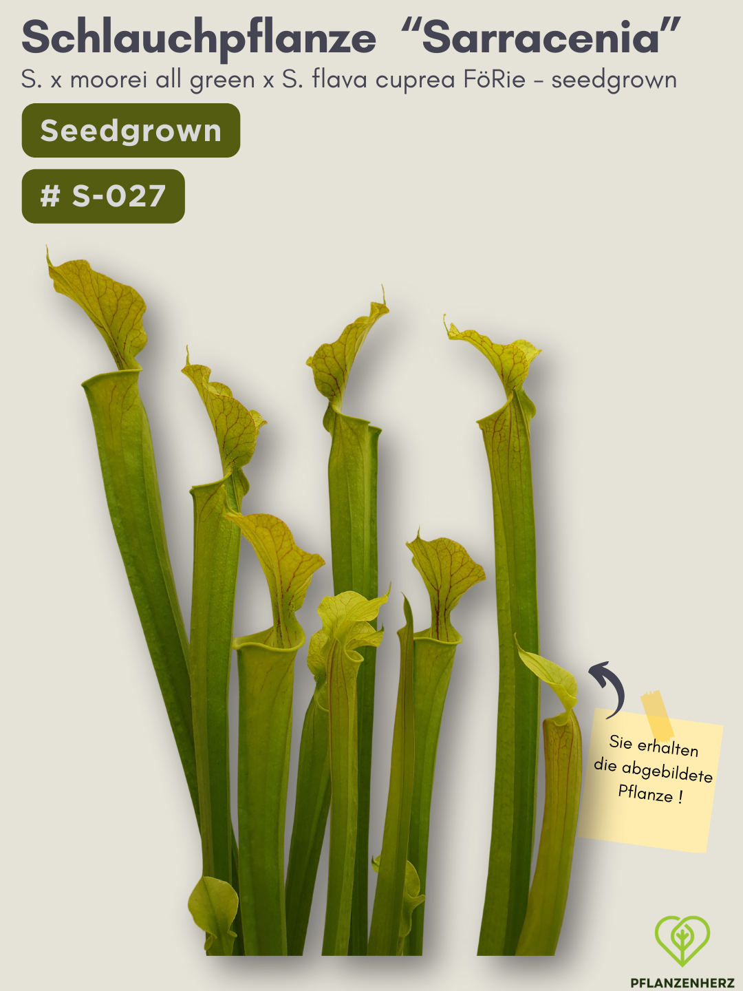 S. x moorei all green x S. flava cuprea FöRie - seedgrown #S-027
