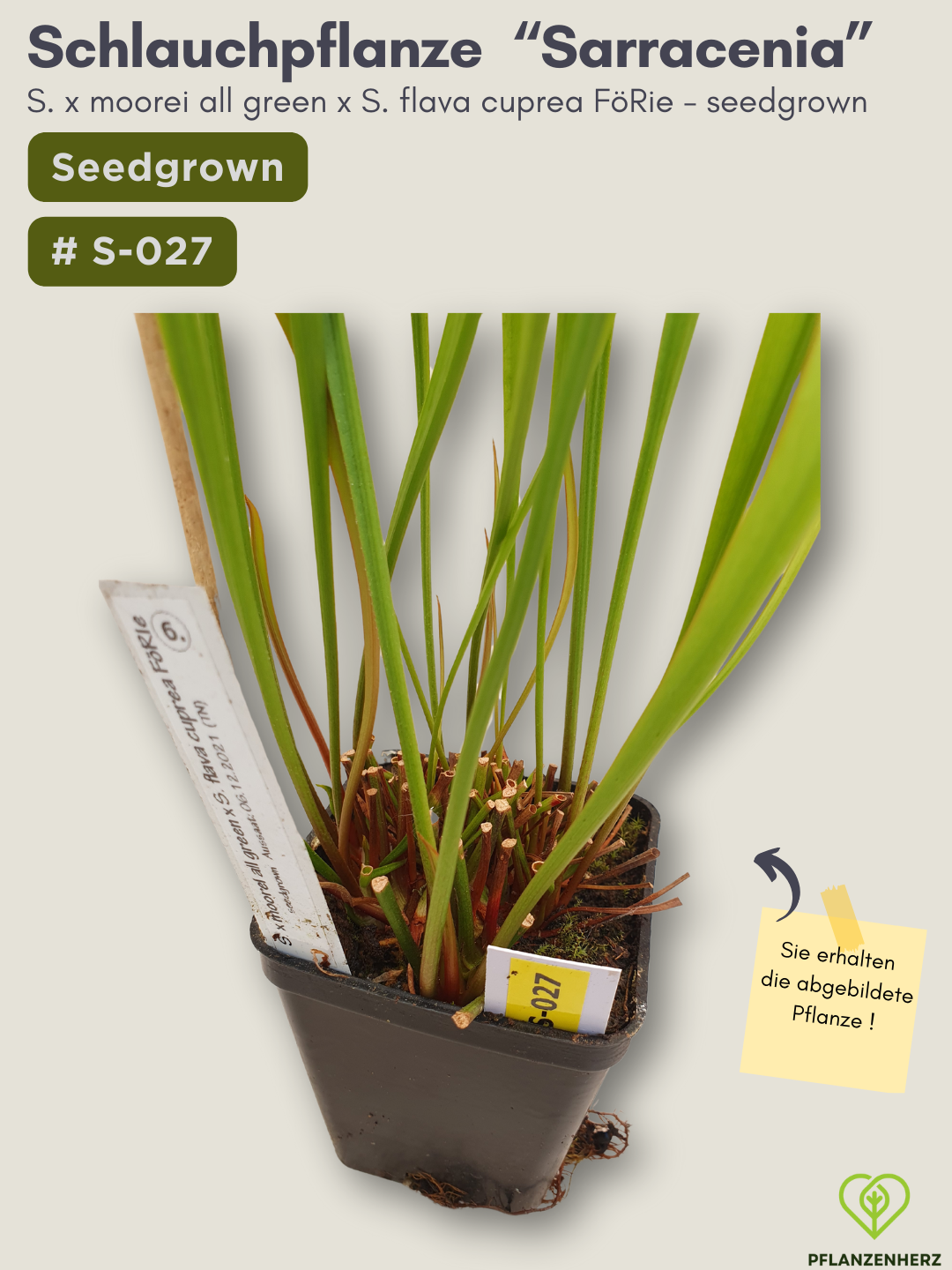 S. x moorei all green x S. flava cuprea FöRie - seedgrown #S-027