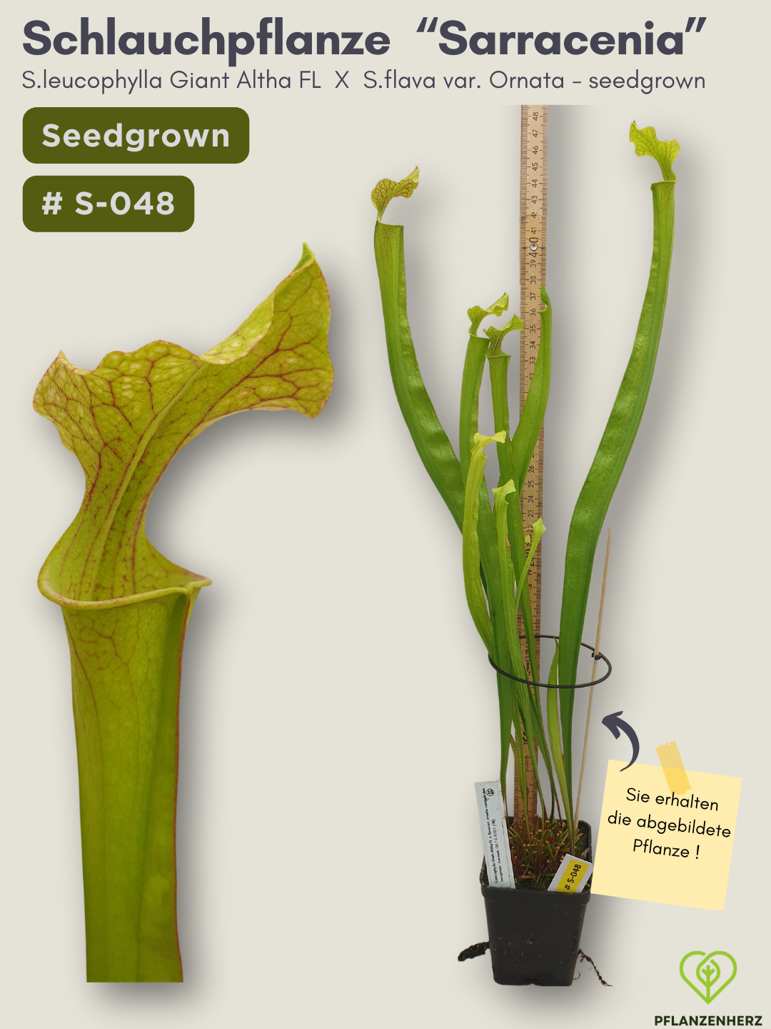 S.leucophylla Giant Altha FL X S.flava var. Ornata - seedgrown #S-048