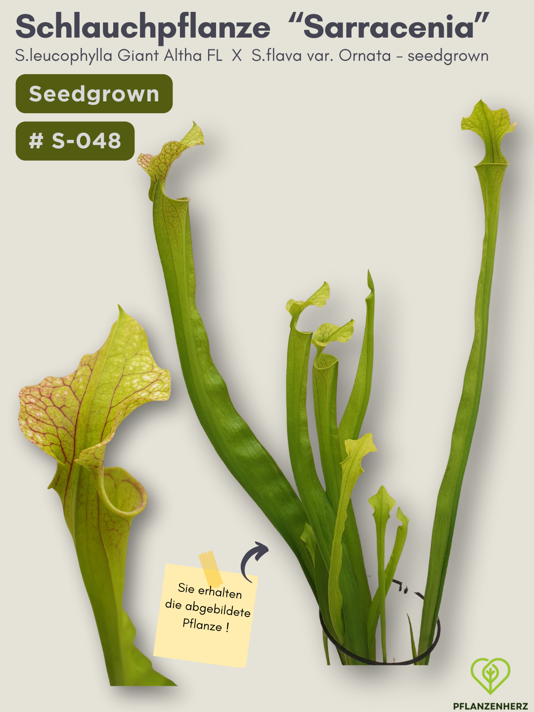 S.leucophylla Giant Altha FL X S.flava var. Ornata - seedgrown #S-048