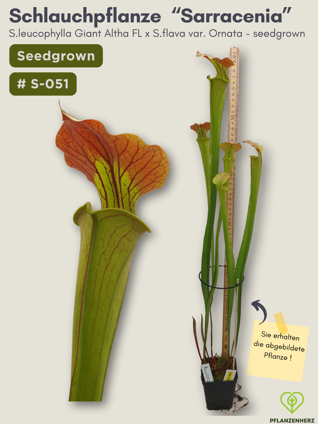 S.leucophylla Giant Altha FL X S.flava var. Ornata - seedgrown #S-051