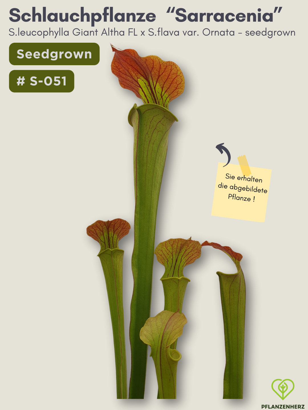S.leucophylla Giant Altha FL X S.flava var. Ornata - seedgrown #S-051