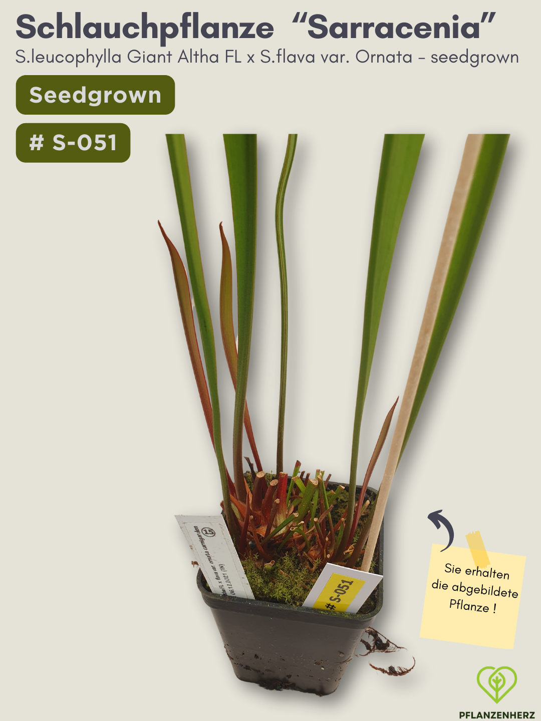 S.leucophylla Giant Altha FL X S.flava var. Ornata - seedgrown #S-051