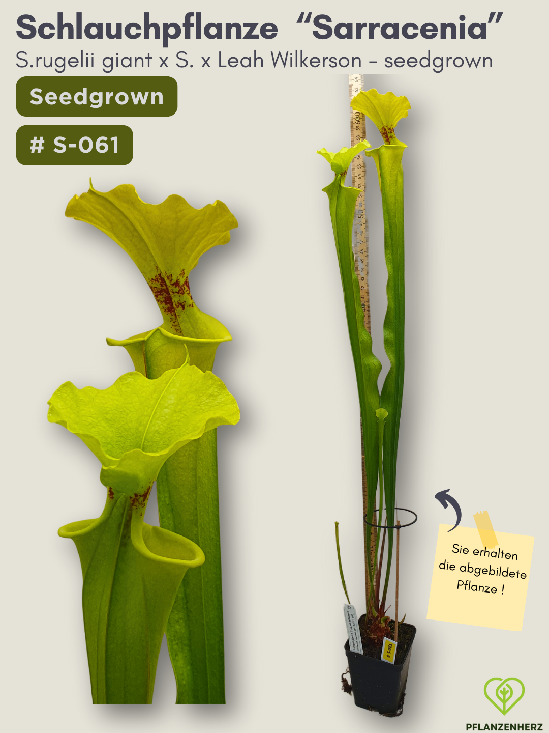 S.rugelii giant x S.Leah Wilkerson - seedgrown #S-061