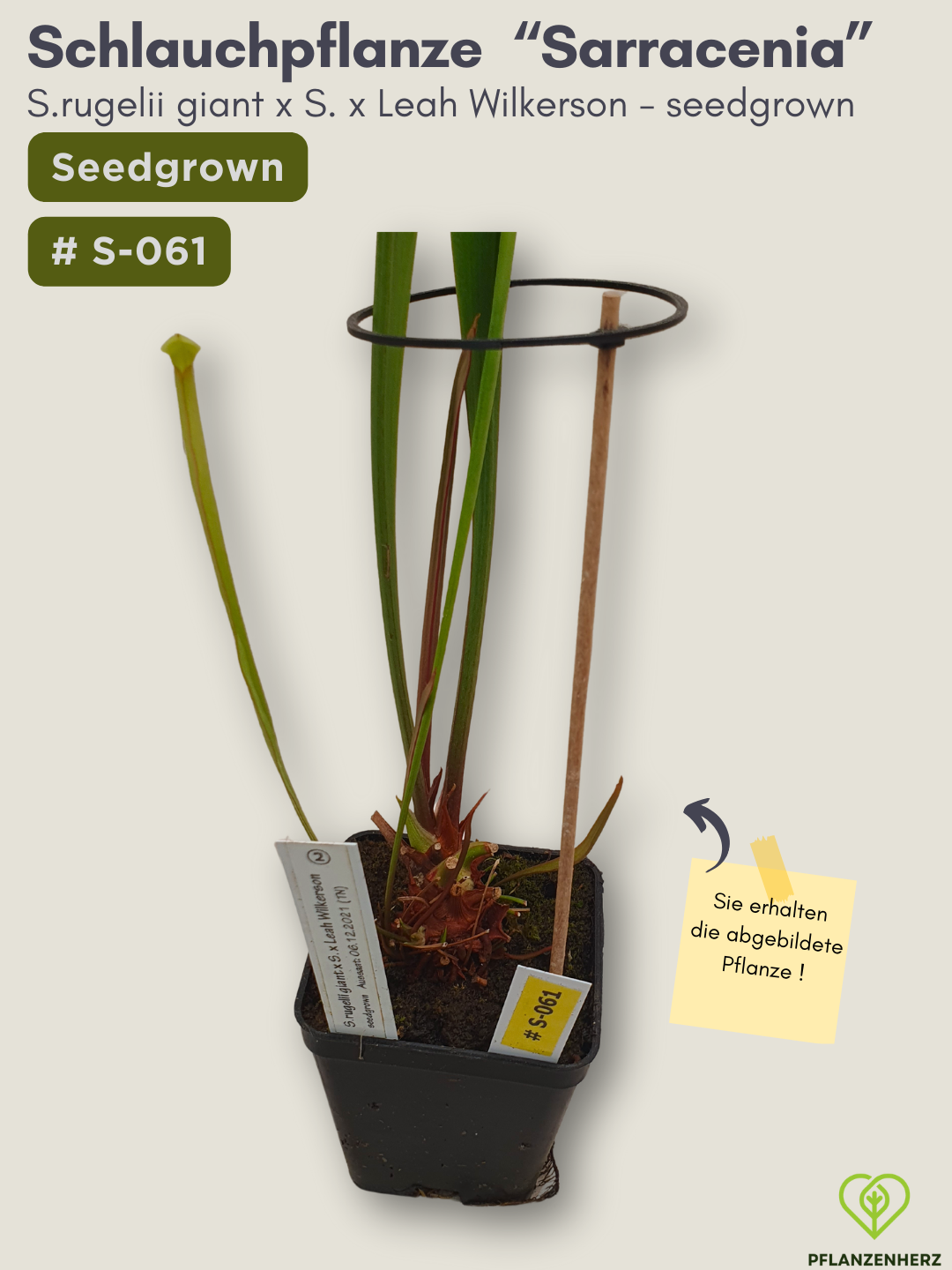 S.rugelii giant x S.Leah Wilkerson - seedgrown #S-061