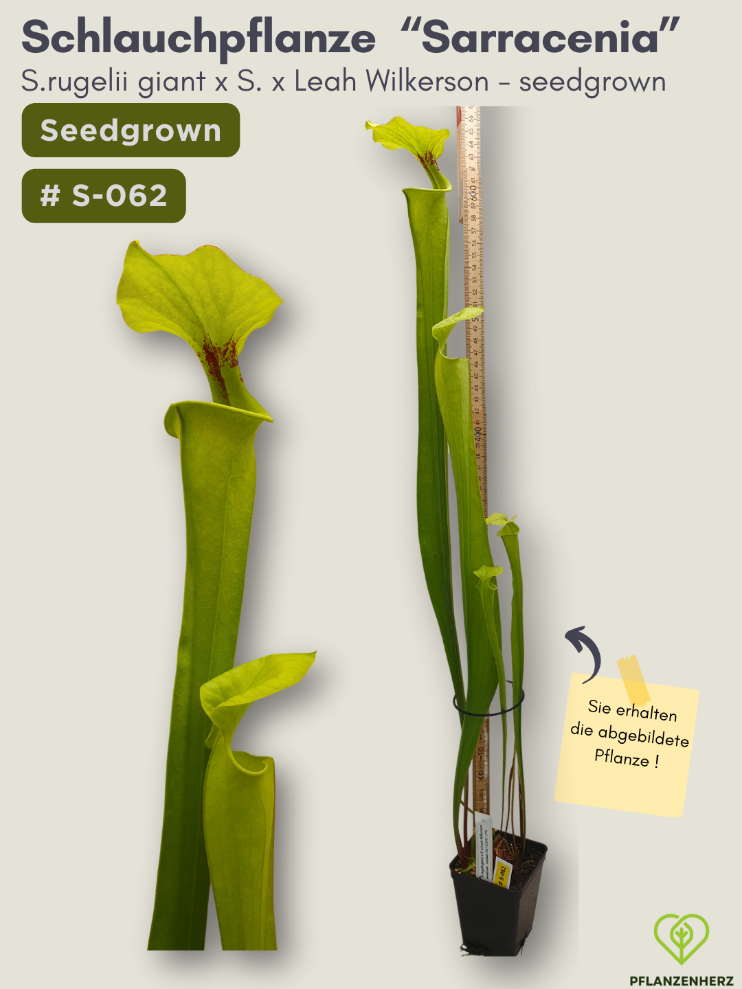 S.rugelii giant x S.Leah Wilkerson - seedgrown #S-062