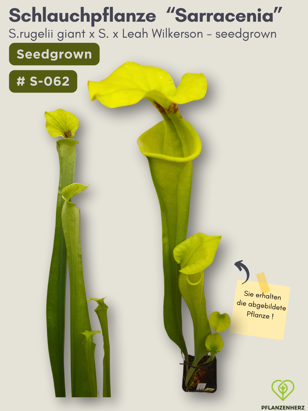 S.rugelii giant x S.Leah Wilkerson - seedgrown #S-062