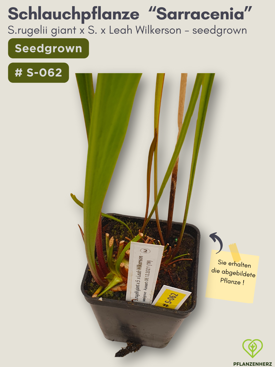 S.rugelii giant x S.Leah Wilkerson - seedgrown #S-062