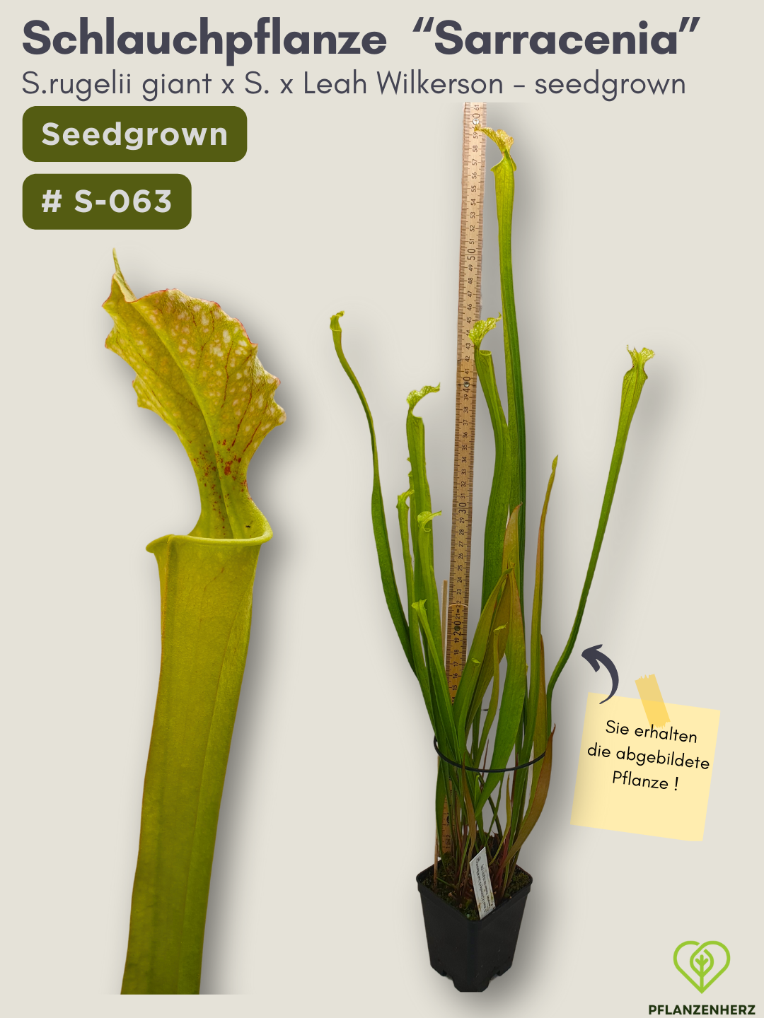 S.rugelii giant x S.Leah Wilkerson - seedgrown #S-063