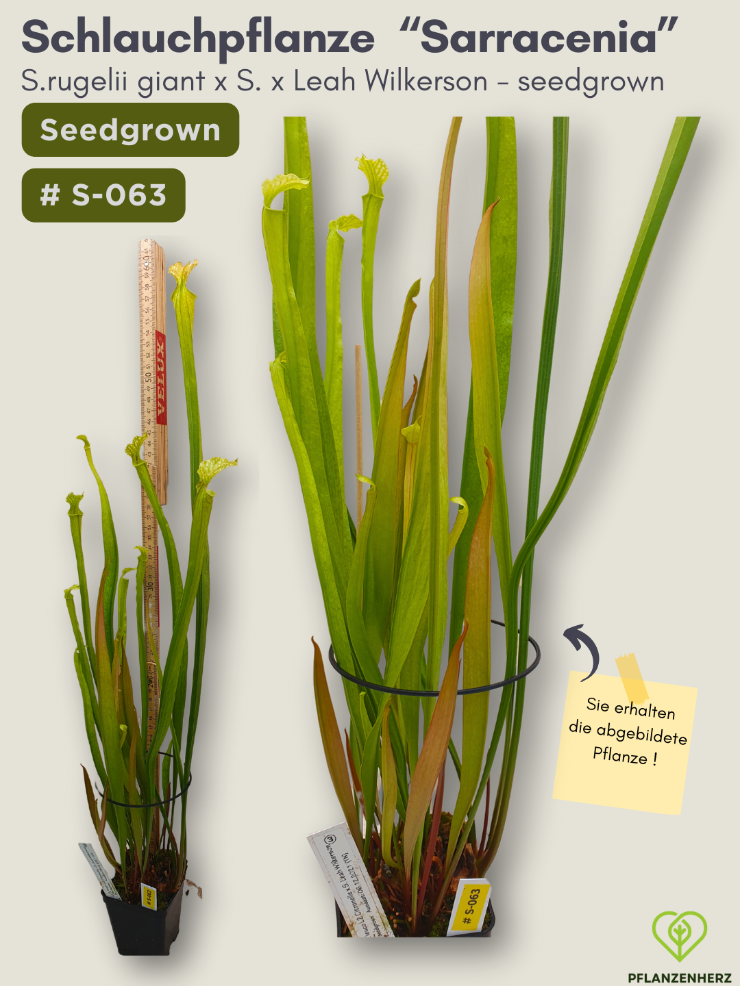 S.rugelii giant x S.Leah Wilkerson - seedgrown #S-063