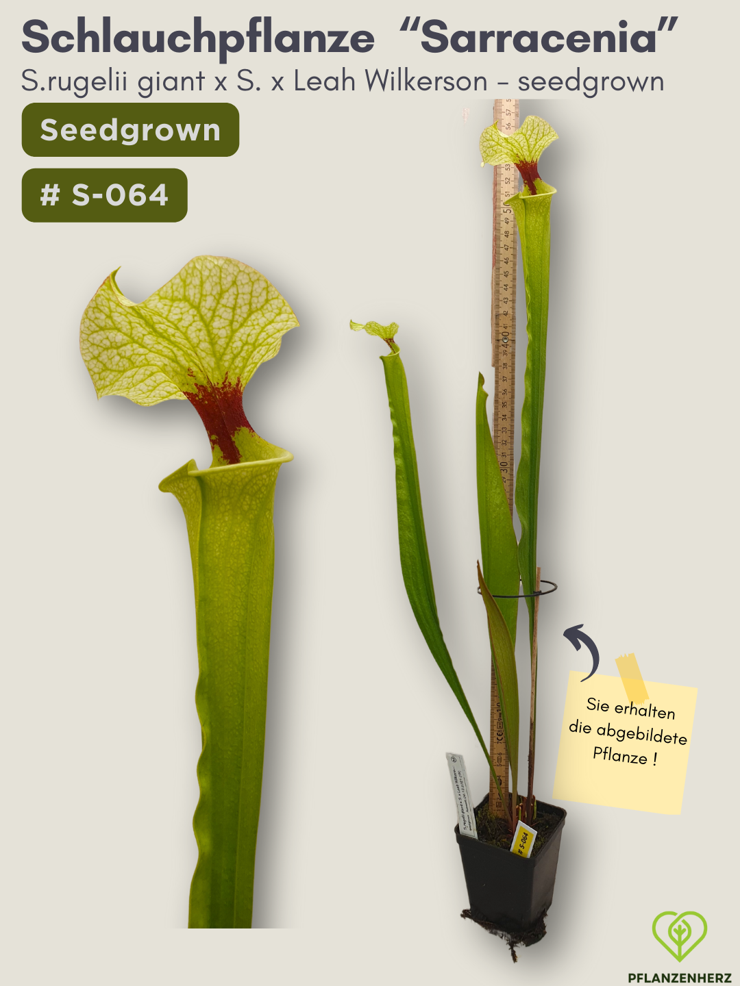 S.rugelii giant x S.Leah Wilkerson - seedgrown #S-064