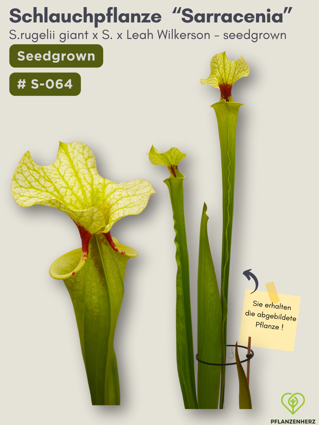 S.rugelii giant x S.Leah Wilkerson - seedgrown #S-064