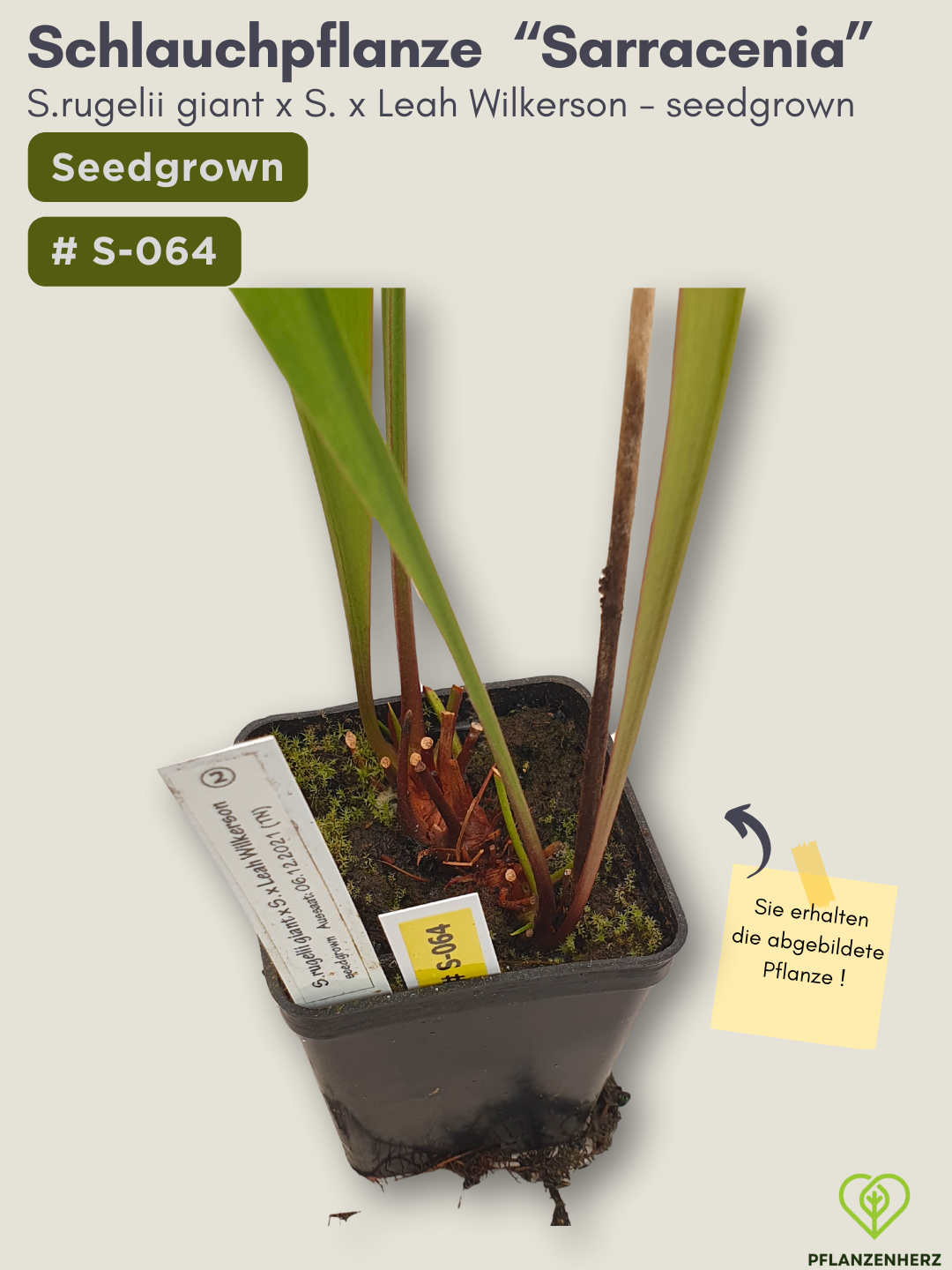 S.rugelii giant x S.Leah Wilkerson - seedgrown #S-064