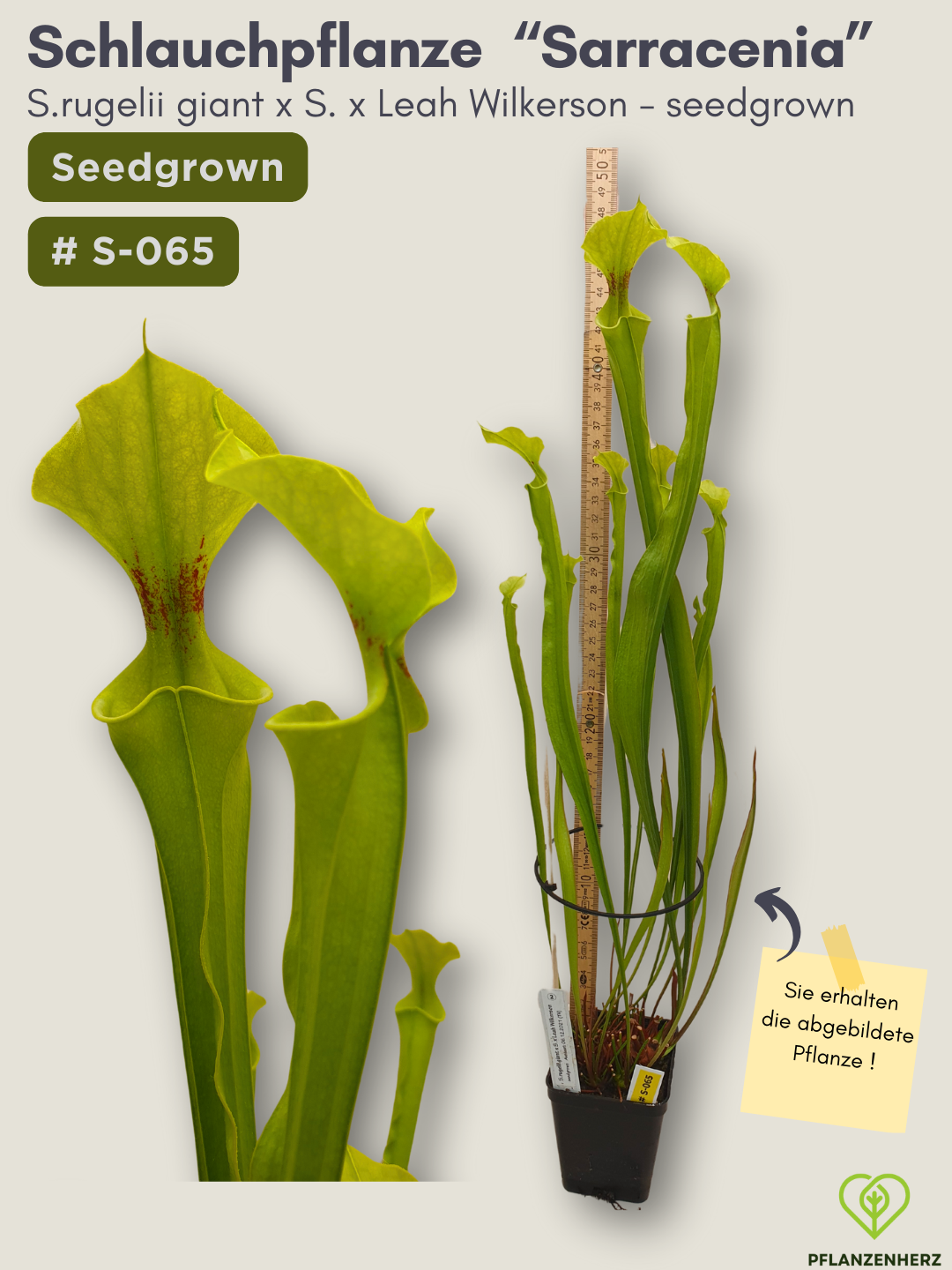 S.rugelii giant x S.Leah Wilkerson - seedgrown #S-065
