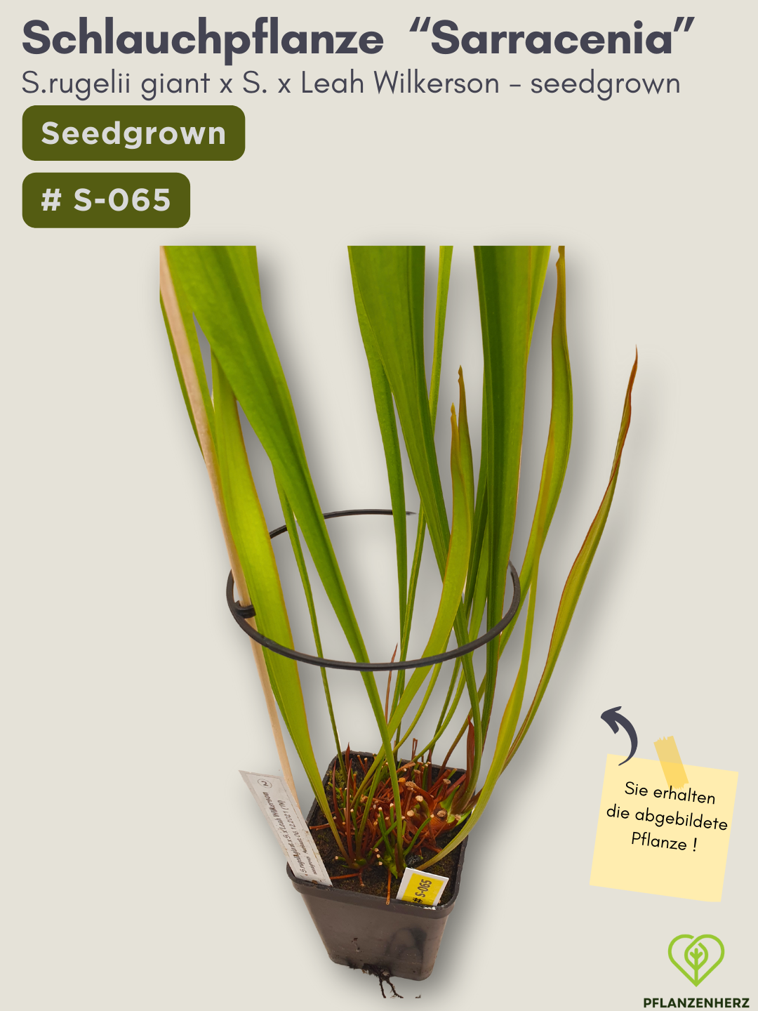 S.rugelii giant x S.Leah Wilkerson - seedgrown #S-065