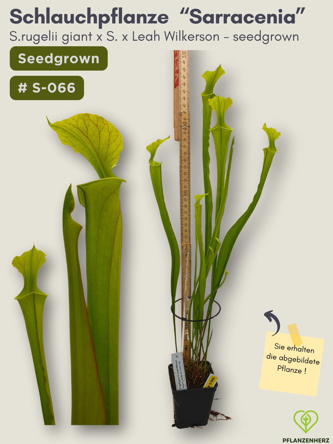 S.rugelii giant x S.Leah Wilkerson - seedgrown #S-066