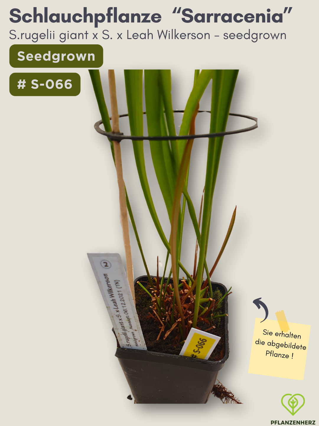 S.rugelii giant x S.Leah Wilkerson - seedgrown #S-066