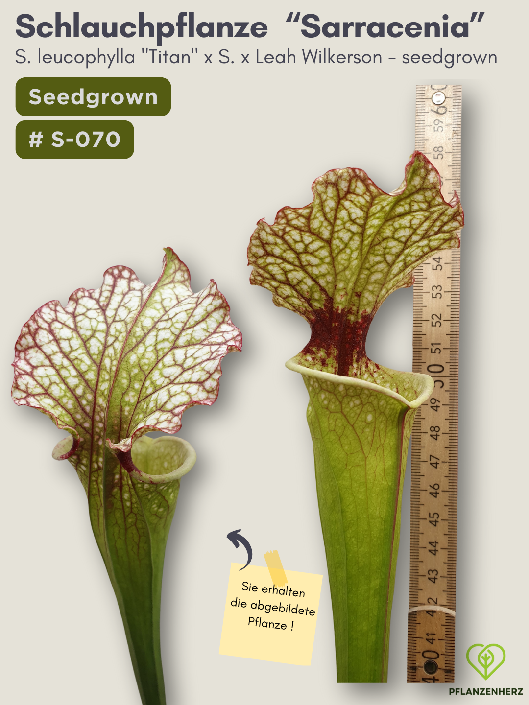 S. leucophylla "Titan" x S. x Leah Wilkerson - seedgrown #S-070